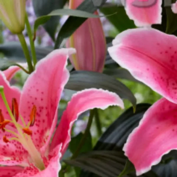 A close up of some pink flowers with leaves