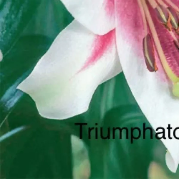 A close up of the flower with the word " triumphator " written underneath it.