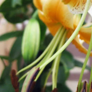 Close-up orange lily with green stamens