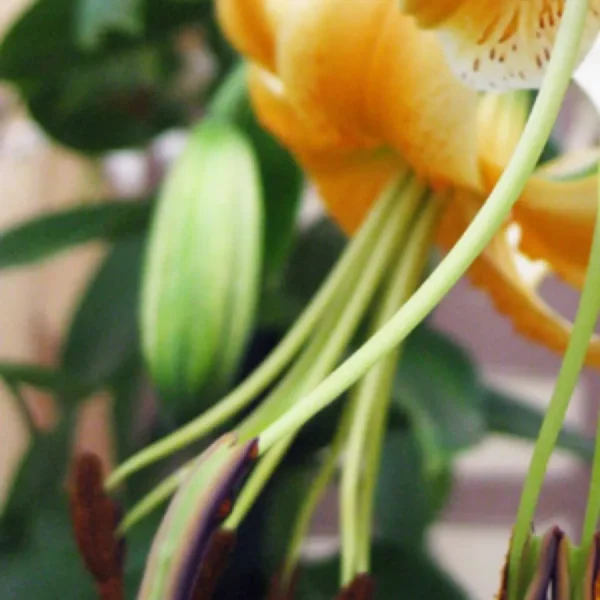 Close-up orange lily with green stamens