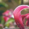 Close-up of curled pink flower petal