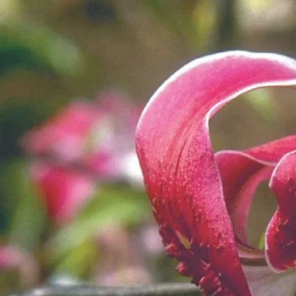 Close-up of curled pink flower petal