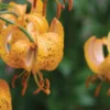 Speckled orange tiger lily blossoms