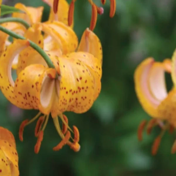 Speckled orange tiger lily blossoms