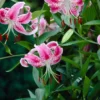 Speckled pink lilies with red stamens