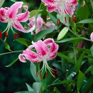 Speckled pink lilies with red stamens