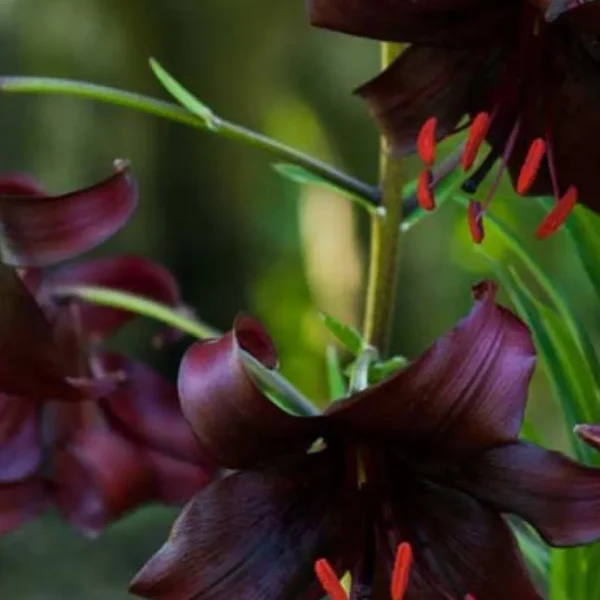 Dark red flowers with green stems.