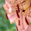 Close-up of pink spotted lily stamens