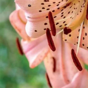 Peach lily with dangling rust colored anthers