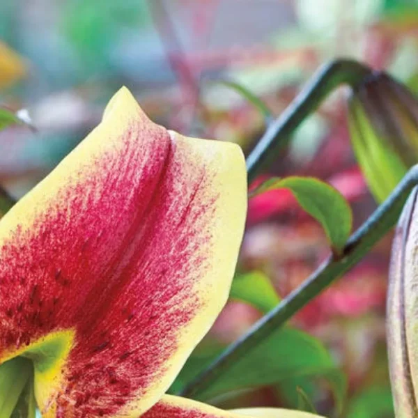 Vibrant yellow and red lily petal close-up