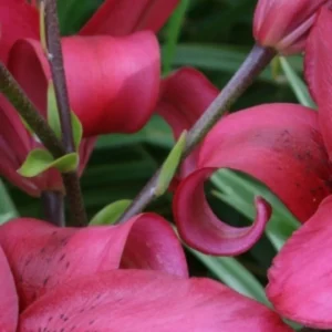 Vibrant curled pink flower petals close-up