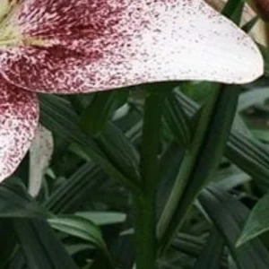 Close-up white lily petal with pink speckles