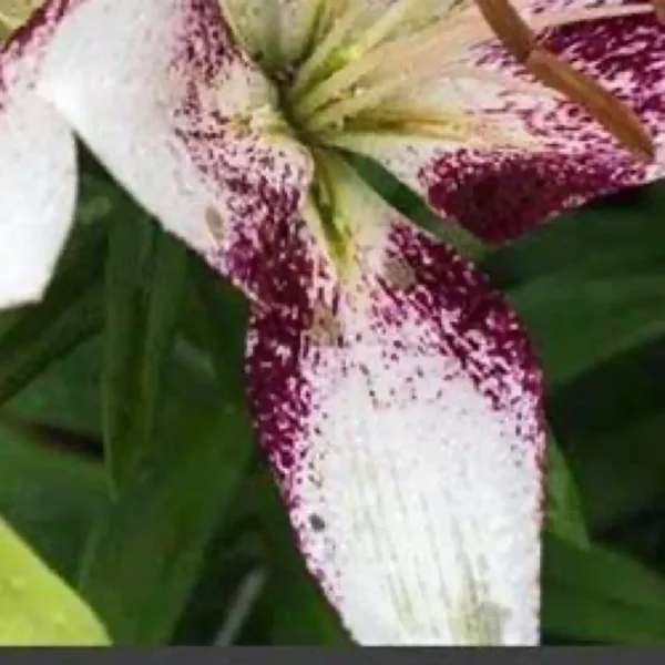 A close up of the flower with red and white markings.