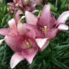 Speckled pink lilies in green foliage