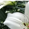 Close-up white lily with speckled petal