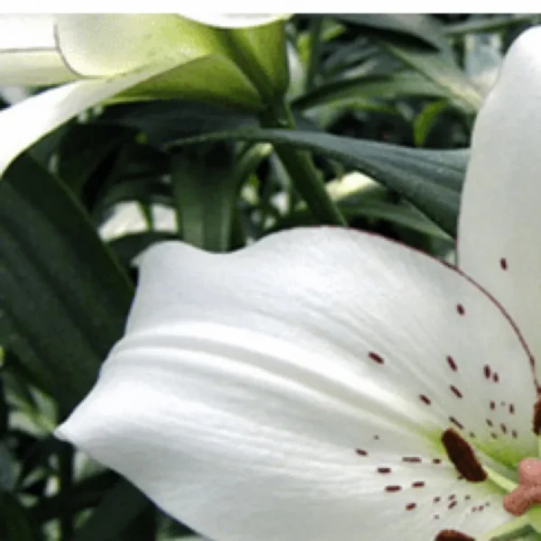Close-up white lily with speckled petal