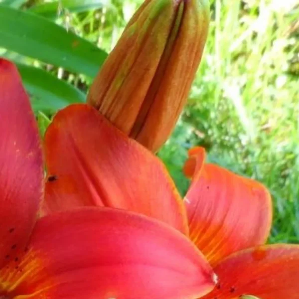 Close-up red-orange lily petals and bud