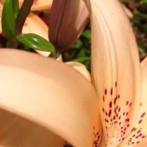 Close-up of a peach lily flower.