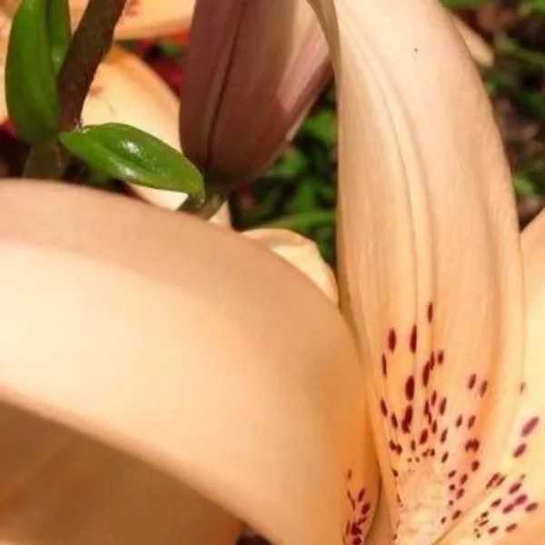 Close-up of a peach lily flower.