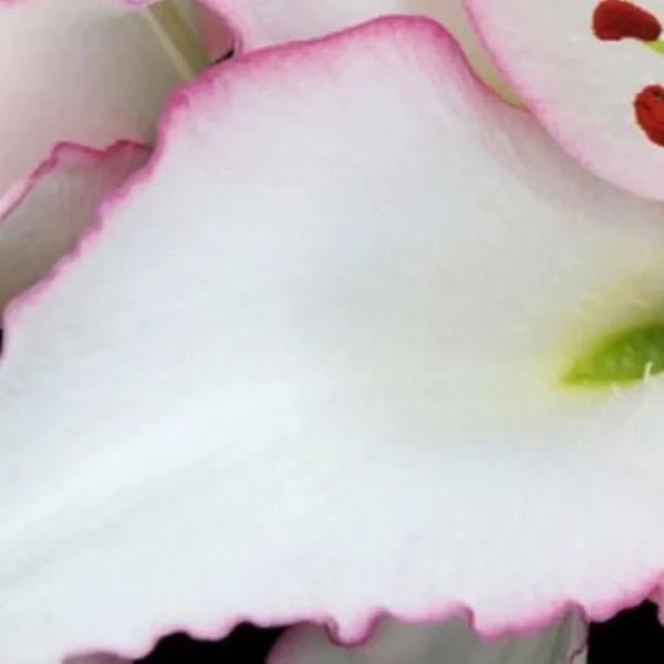 Close-up white flower petal with pink edge