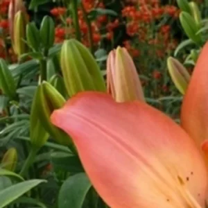 Close-up orange lily with green buds