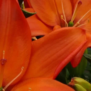 Vibrant orange lily petal close-up