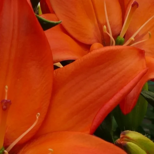 Vibrant orange lily petal close-up