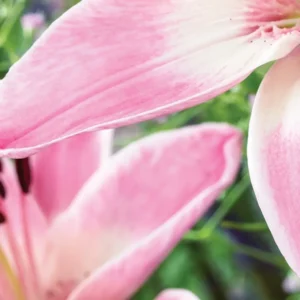 Close-up pink lily petals with blurred background