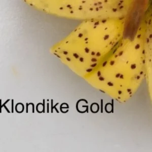 A close up of the word klondike gold