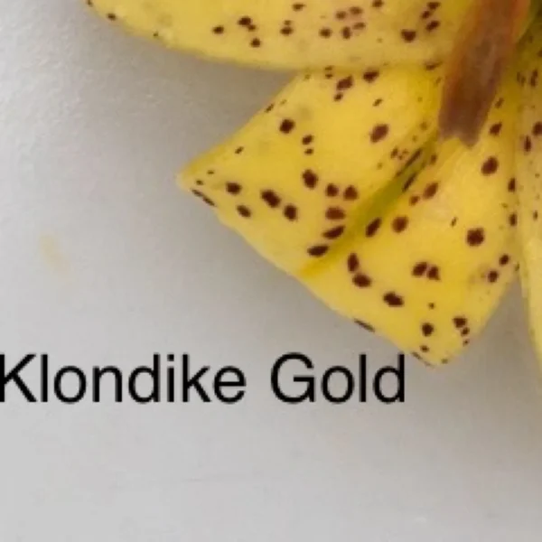A close up of the word klondike gold