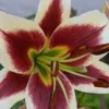 Close-up of a red and white lily.