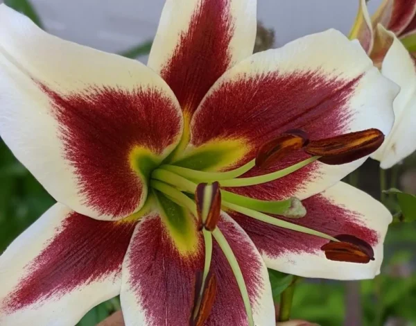 Close-up of a red and white lily.