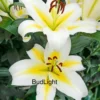 White and yellow lilies in full bloom.
