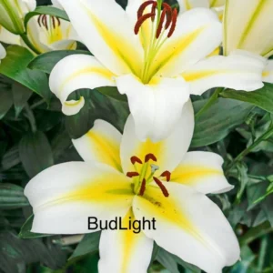 White and yellow lilies in full bloom.