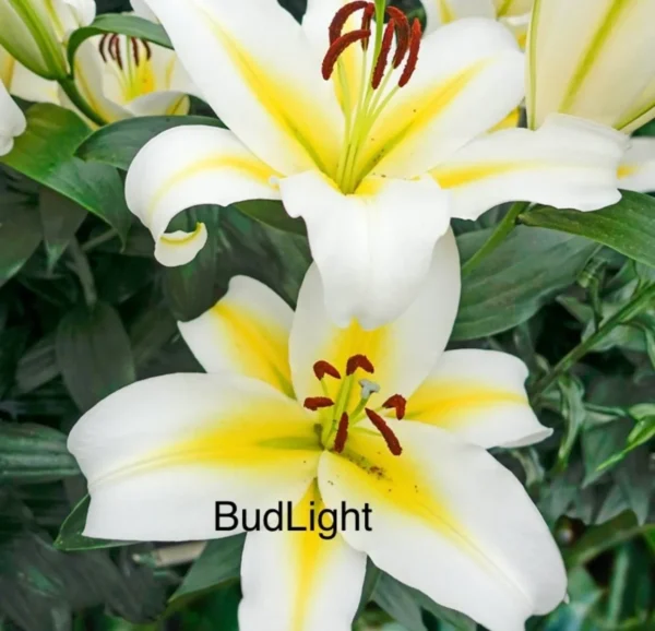 White and yellow lilies in full bloom.
