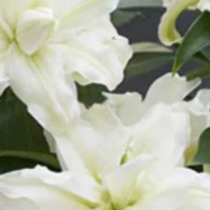 White lilies with lush green leaves.