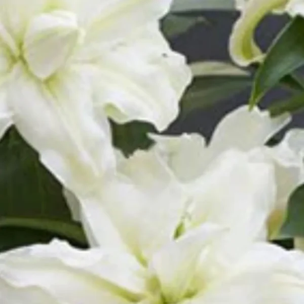 White lilies with lush green leaves.