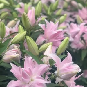 Pink lilies blooming in a lush garden.