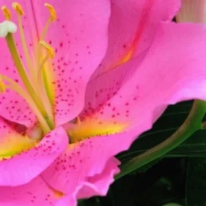 Vibrant pink lily blossom with yellow throat