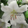 White Casablanca Oriental lily in bloom.