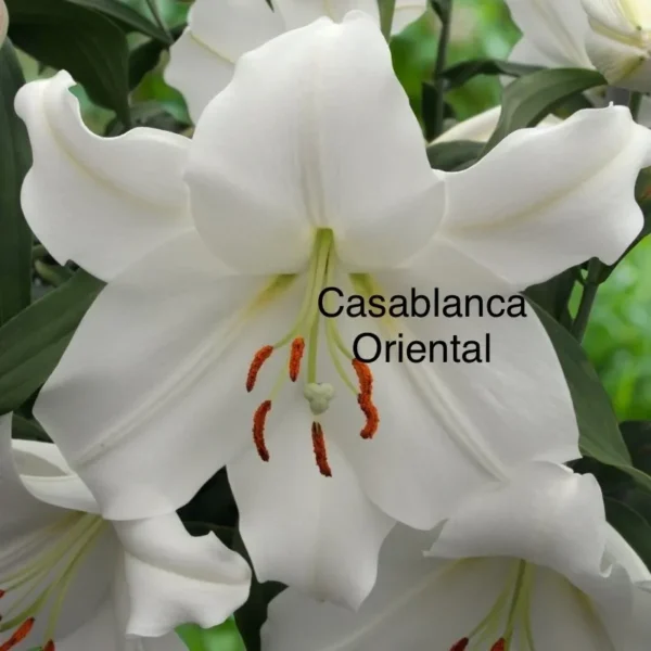 White Casablanca Oriental lily in bloom.