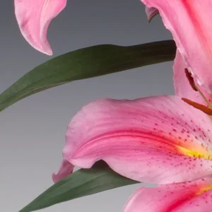 Pink lily with green leaves and petals.