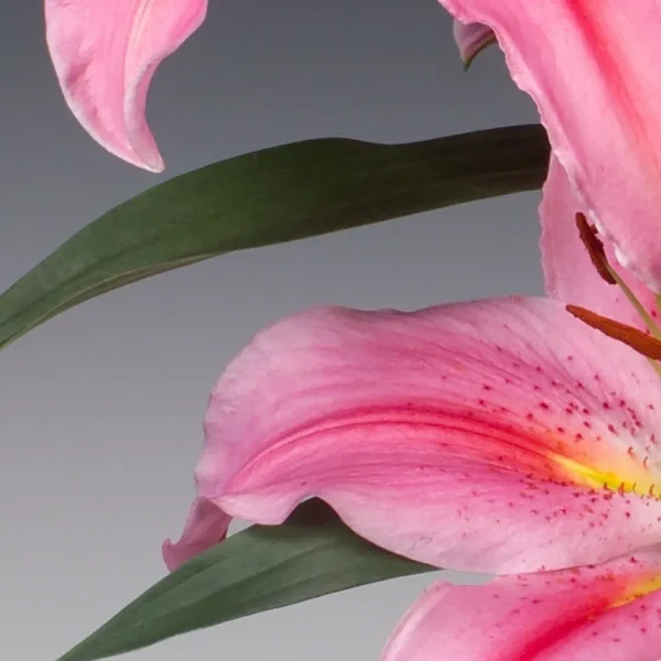 Pink lily with green leaves and petals.
