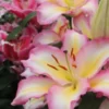 Pink and yellow lilies in bloom.