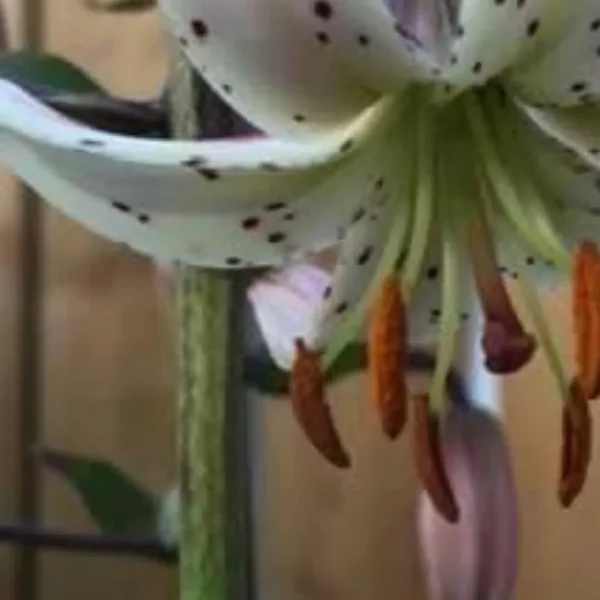 White lily with orange stamens and speckles.