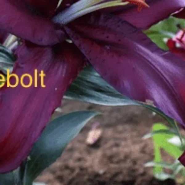 Velvety dark purple lily blossom close-up
