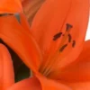 Close-up orange lily with dark anthers