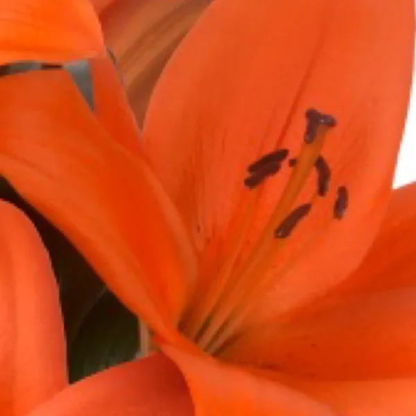 Close-up orange lily with dark anthers
