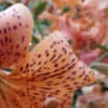 Close-up of a spotted orange flower.