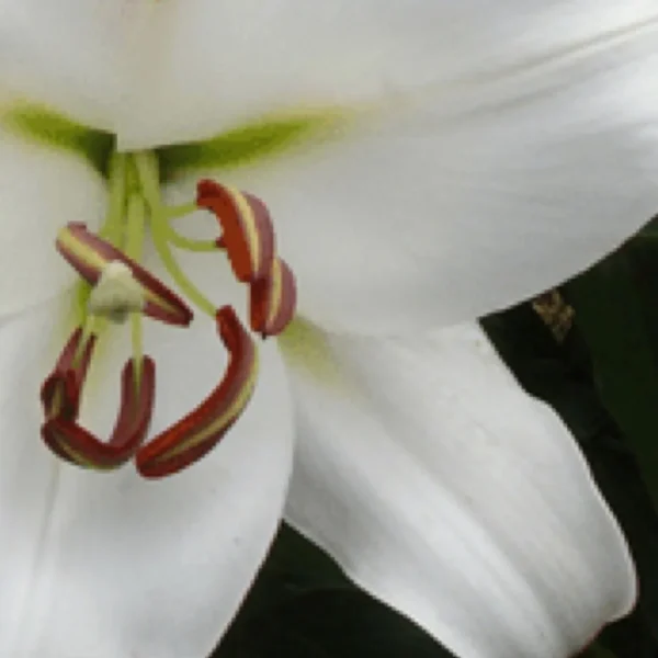Close up white lily with reddish brown stamens
